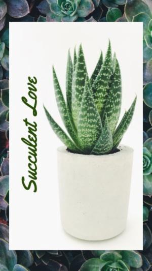 Succulent  Love