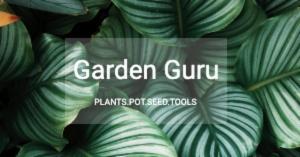 Garden Guru