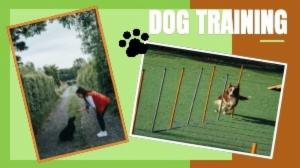 DOG TRAINING